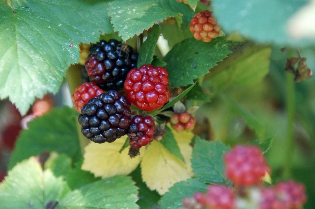 Brombeeren am Strauch in verschiedenen Reifegraden